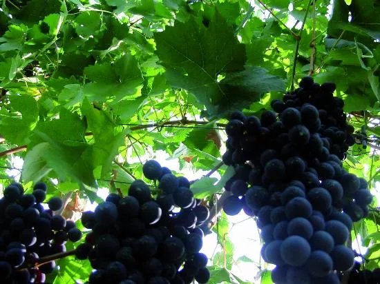 Azienda Vitivinicola Giulia - Sessanea