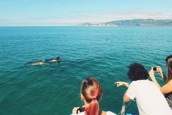 Dolphin Bay PT