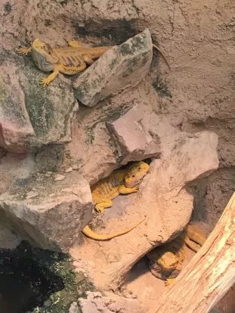 Malmo Reptile Center