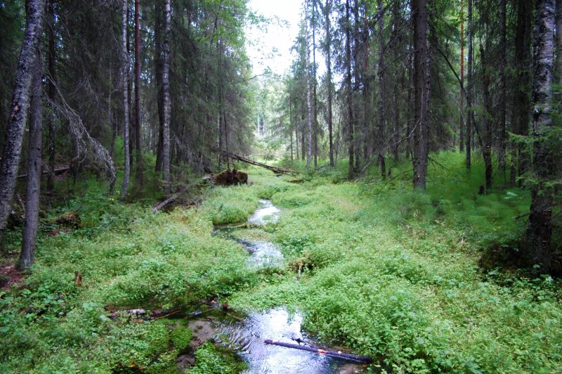 Ryovarinkuopan luonnonsuojelualue