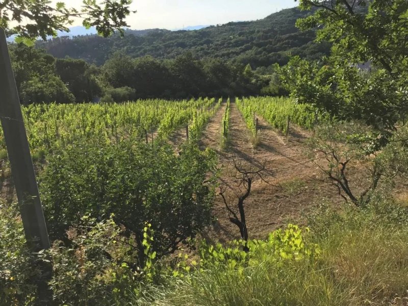 Agriturismo di Paterno