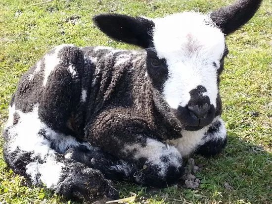Kinderboerderij De Boerenzwaluw