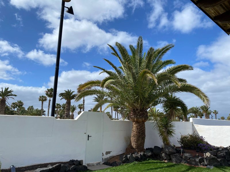 The Squid House, Los Calamares  Central Playa Blanca