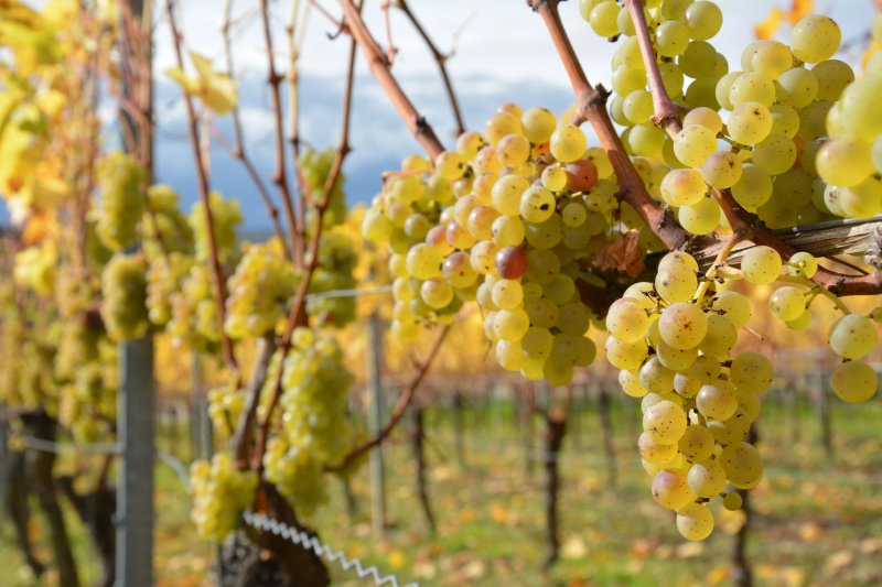 Weingut Leipold