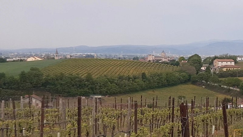 Strada dei Vini dei Colli Berici