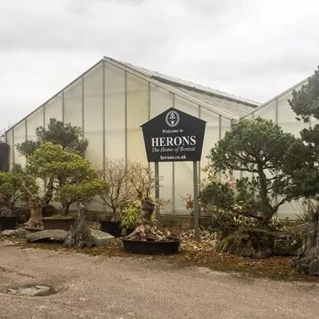 Herons Bonsai
