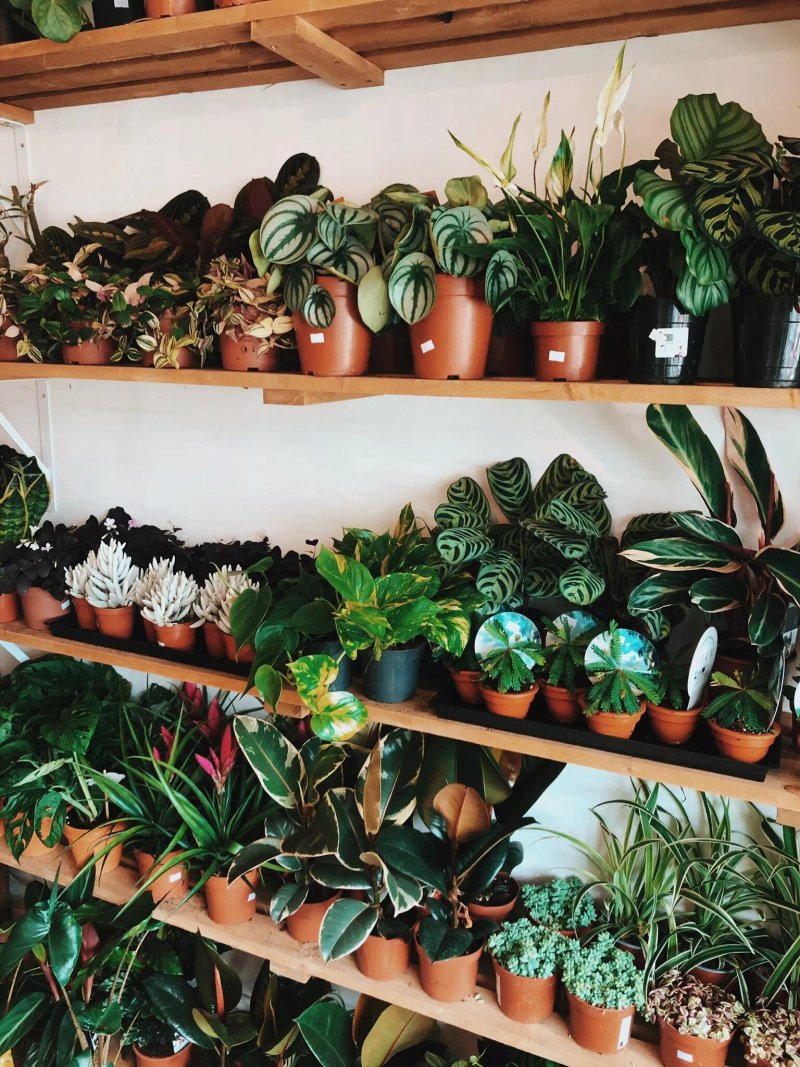 Wild - The Plant Shop