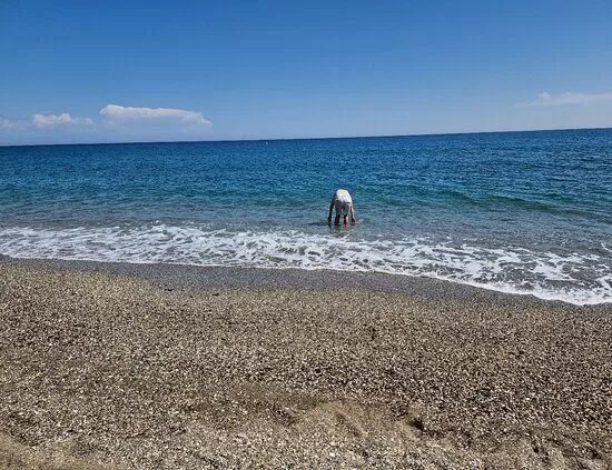Playa Para Perros