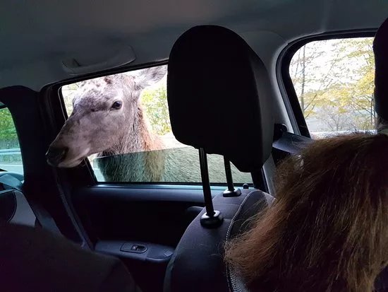 Wild Carpathia Adventure - Day Tours