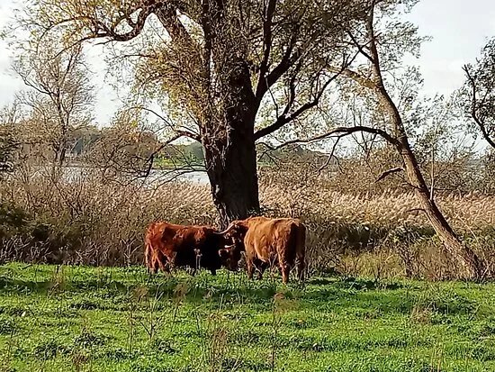 Ruigeplaatbos