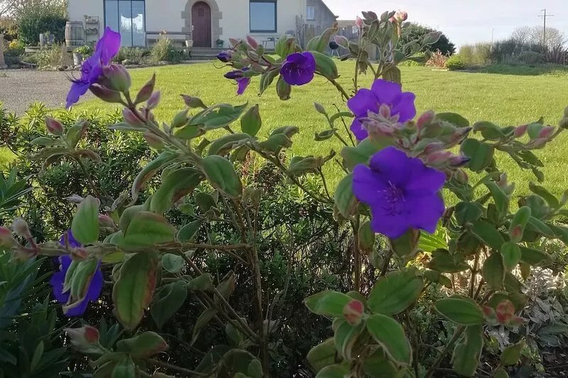 ROSCOFF: PLEASANT LARGE HOUSE WITH GARDEN, SEA VIEW, CLOSE TO THE BEACHES