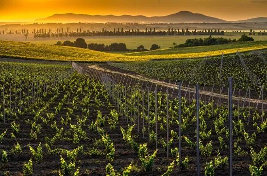 Tajna Vineyards and Winery