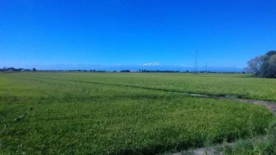 La Terra Degli Aironi Cenerini