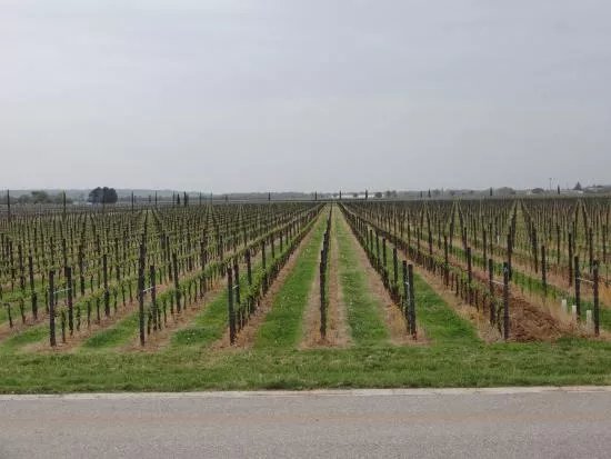 Weingut Franco Toros