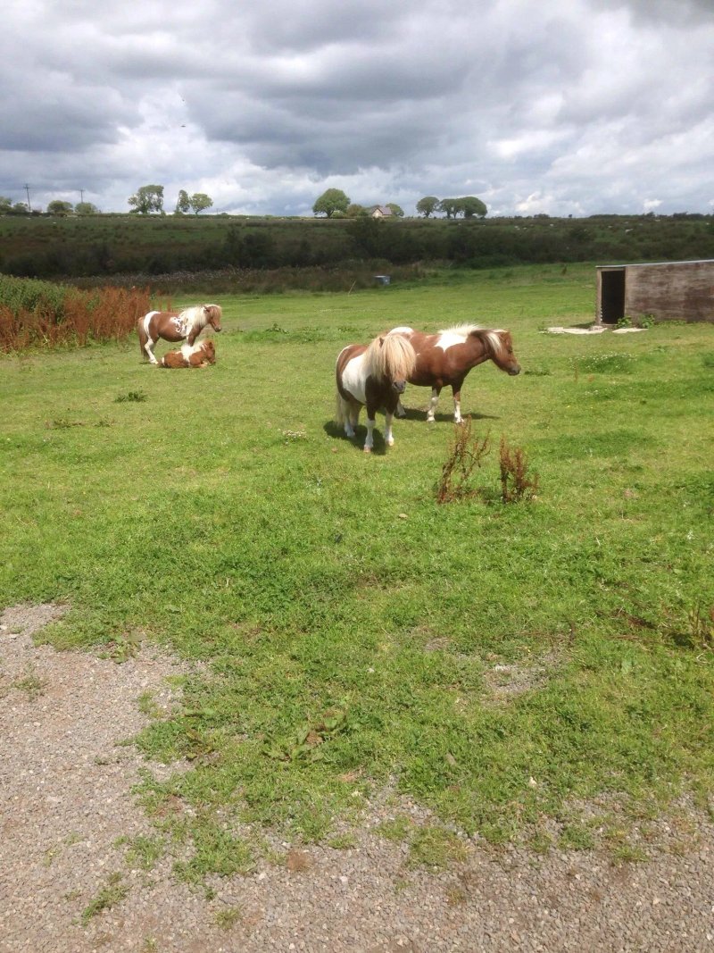 Lodge Farm Holiday Park