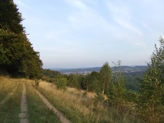 Denbies Hillside