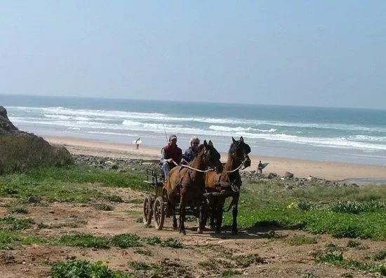 Horses in the Sun