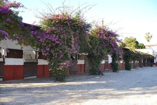 Club Ecuestre Catarroja