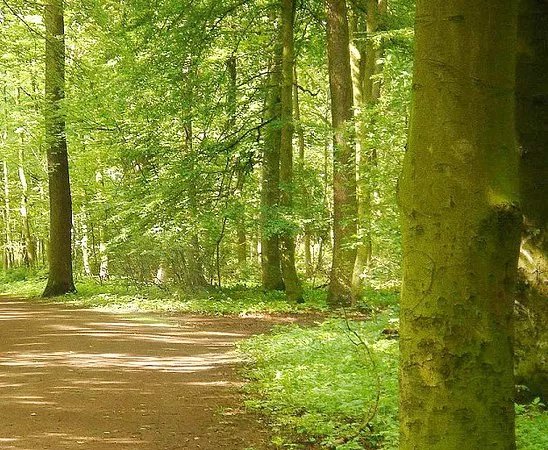 Eilenriede City Forest