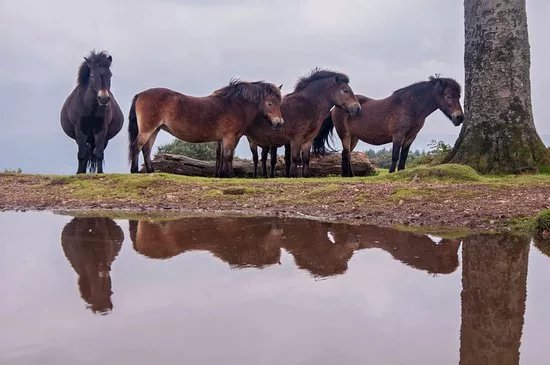 Quantock Hills Area of Outstanding Natural Beauty