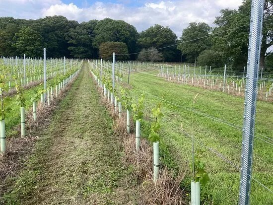 Wayfarer Wines