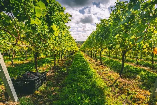 Black Chalk Wine