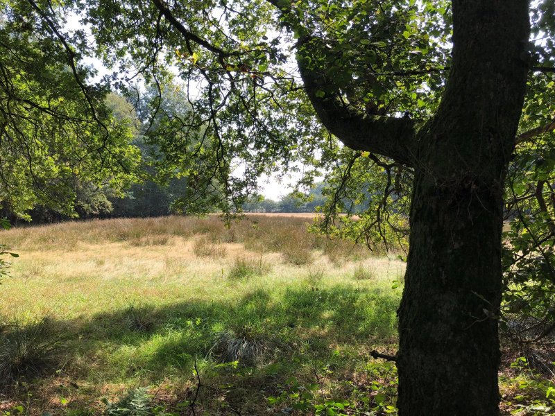 Theehuys Anserdennen