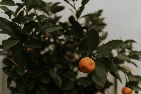 Hanami Coworking