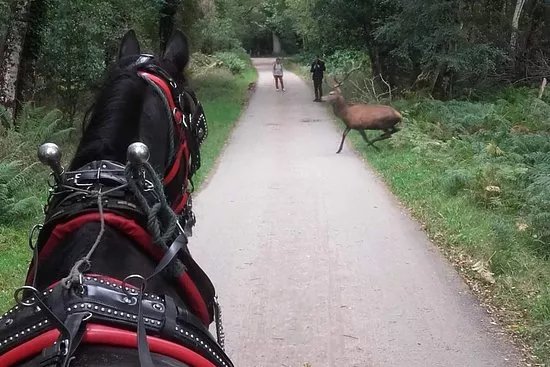 McCarthys Killarney Carriage Rides