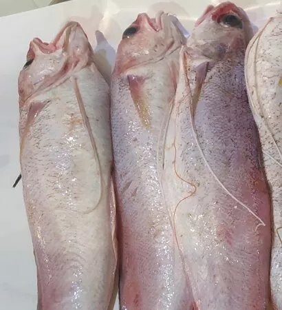 Ortigia Market