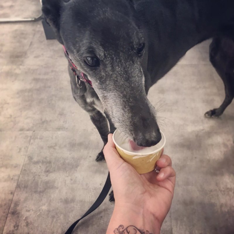 Ecco Gelato