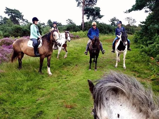 Ashdown Forest Riding Centre