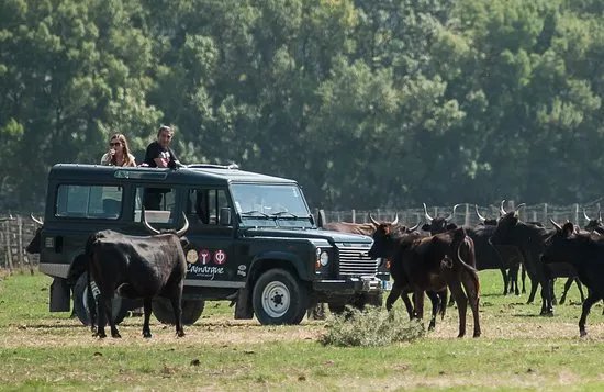 Camargue autrement safari 4x4