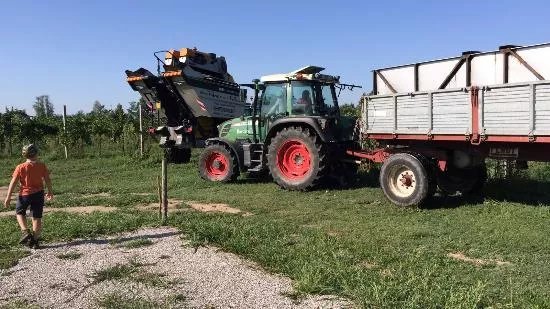 Azienda Vitivinicola Davide Bastianello