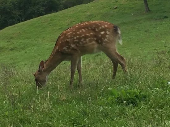 Wild- und Freizeitpark Westerwald