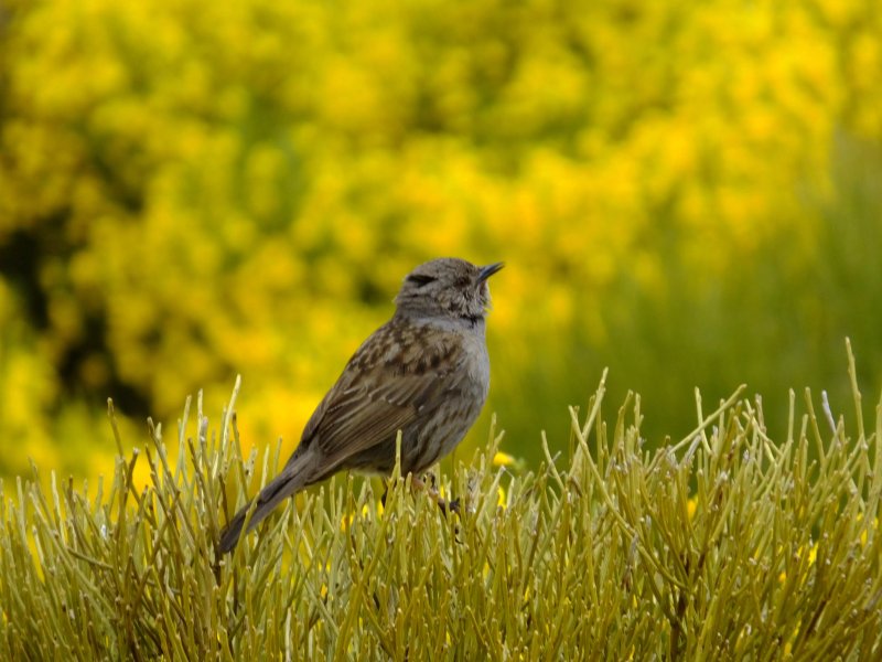 Gredos Guides