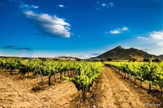 Bodegas Arraez