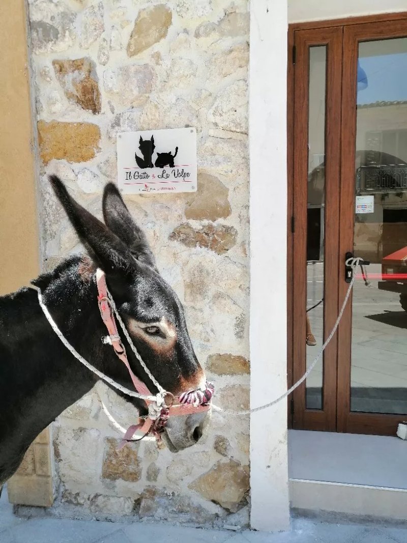 Il Gatto & La Volpe
