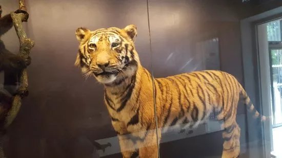 Museum d'Histoire Naturelle