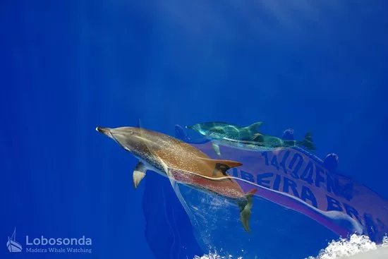 Lobosonda - Madeira Whale Watching