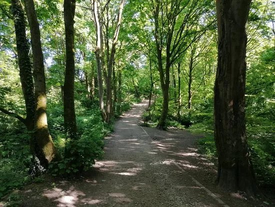 Elnup wood