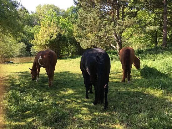 Au Coeur Des Juments