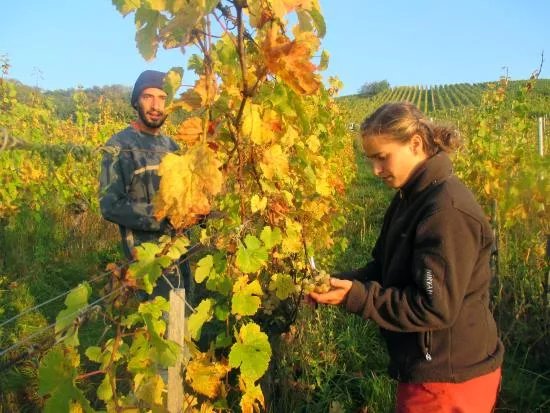 Vins d'Alsace Bio Florian Beck-Hartweg