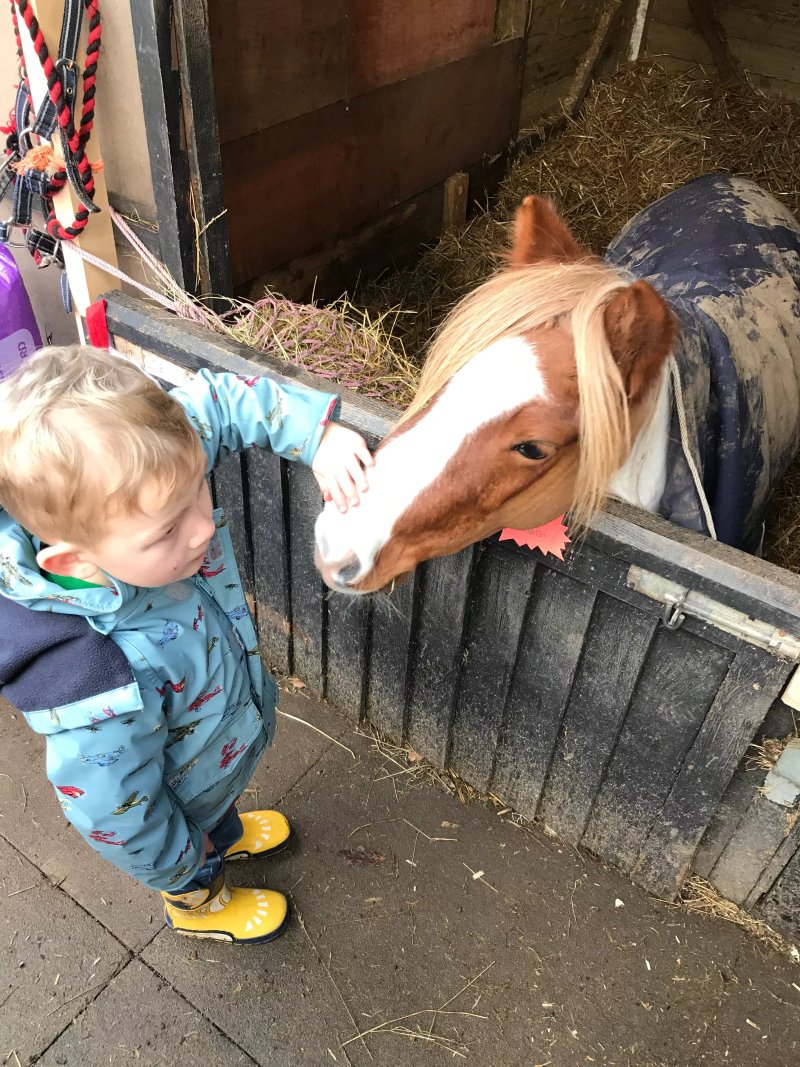 Two Oaks Pony Sanctuary