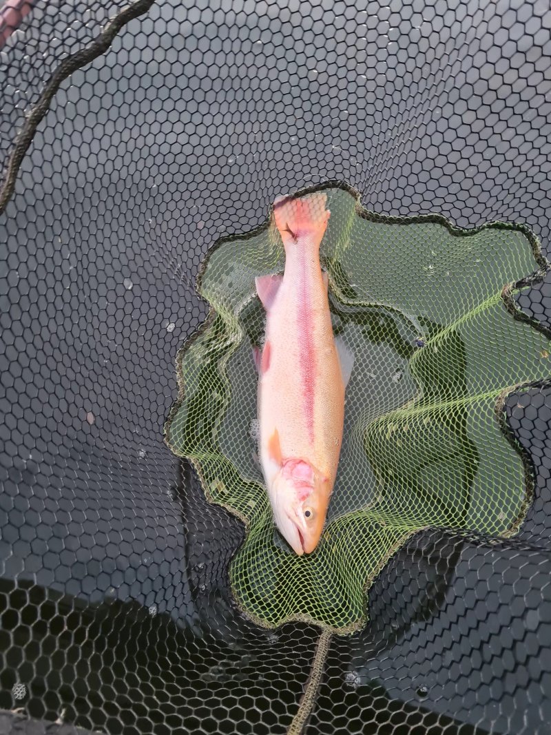 Clubbiedean Trout Fishery