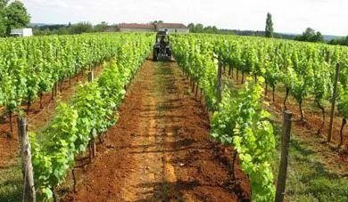 Domaine Des Sangliers