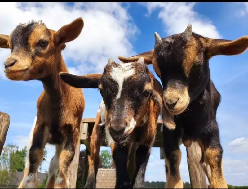 Kampeerboerderij Kuijpershoefke
