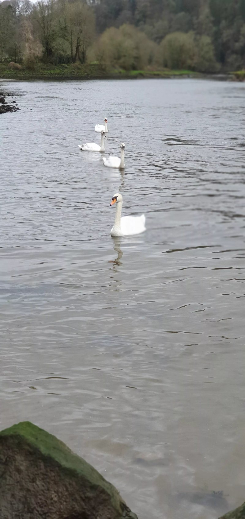 Lopwell Dam