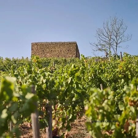 Azienda Agricola Rossella Cicalese