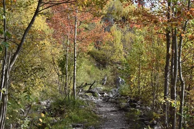 Bisse De Bitailla